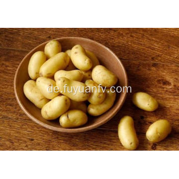 Verkauf Shandong frische Kartoffeln